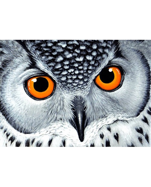 Owl's Look WD243