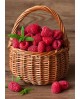 Raspberry Basket WD252