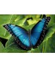 Blue Morpho WD055