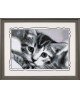 Black and White Cat WD213