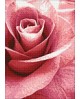 Pink Rose WD019