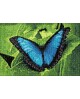 Blue Morpho WD055