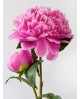 Pink Peony WD276