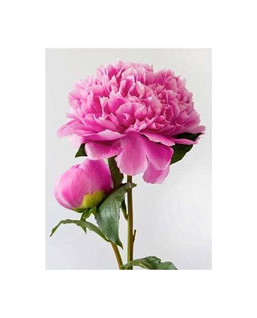 Pink Peony WD276