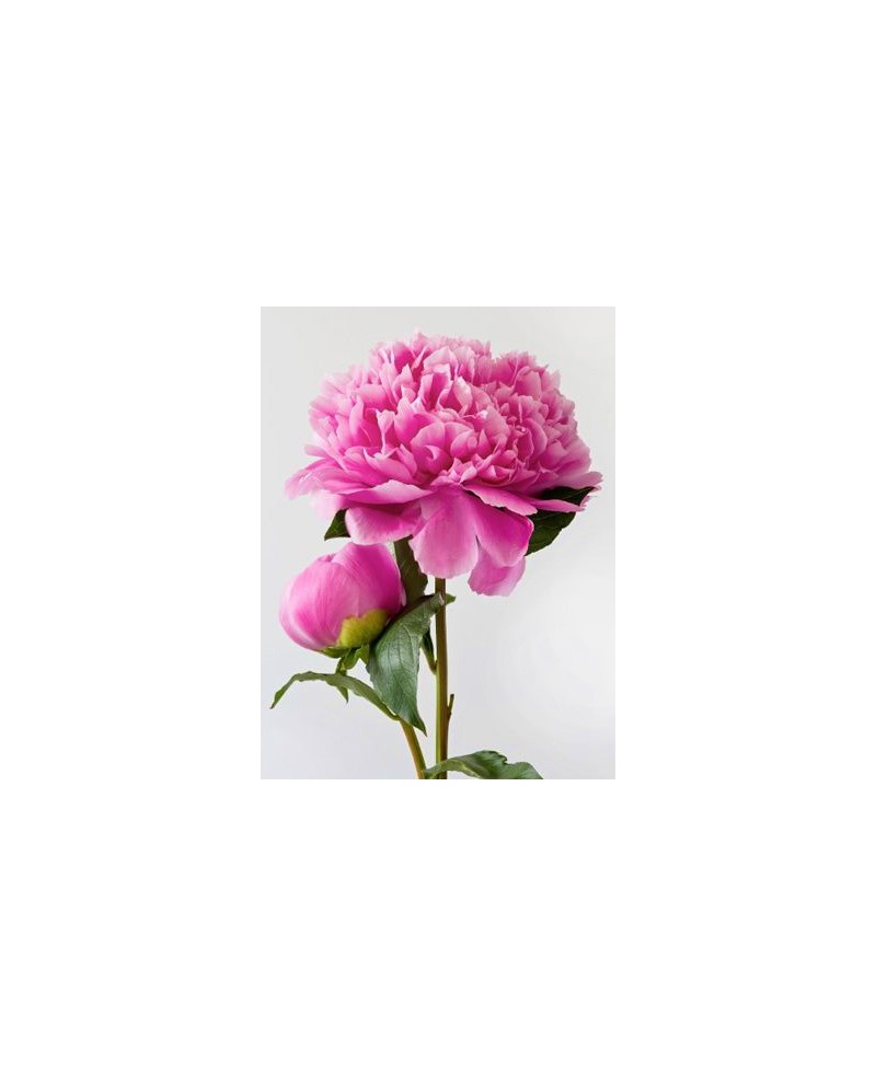 Pink Peony WD276