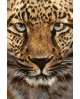 Cheetah WD069