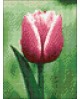 Tulip WD300