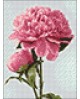 Pink Peony WD276