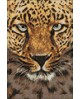 Cheetah WD069