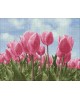 Sky and Tulips WD2301