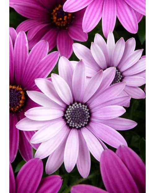 Purple Daisies WD2306