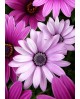 Purple Daisies WD2306