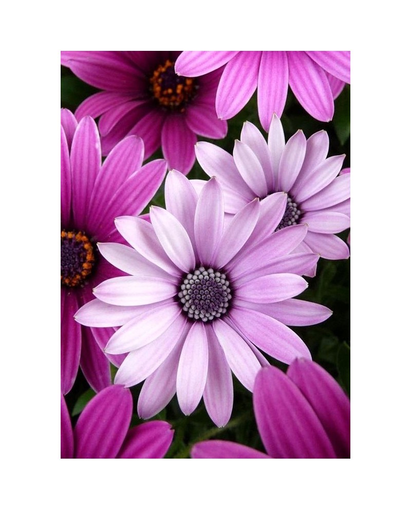 Purple Daisies WD2306