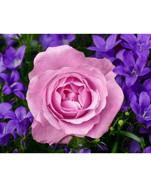 Garden Rose WD2308