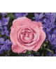 Garden Rose WD2308