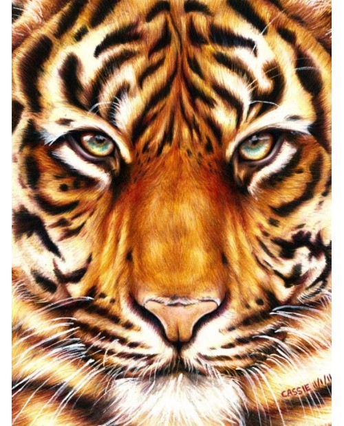 Tiger Look WD2360