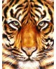 WD2360 Tiger Look