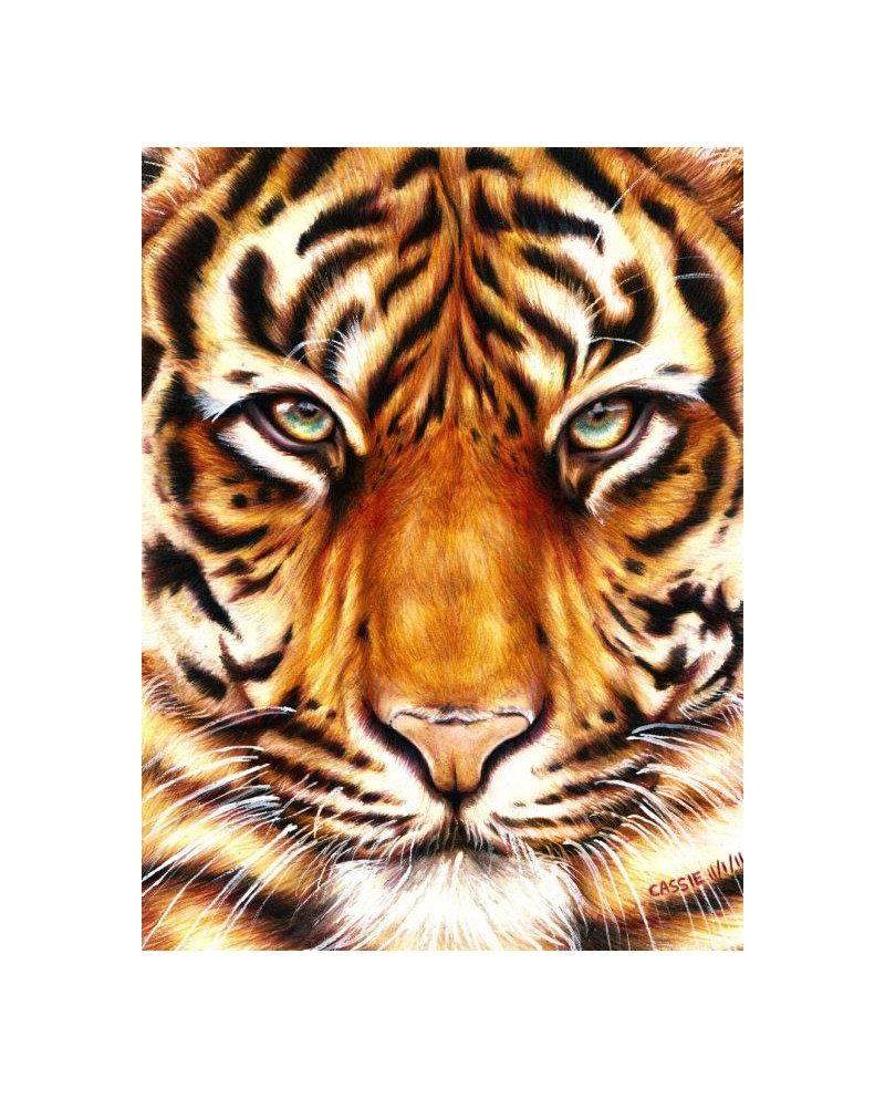 WD2360 Tiger Look