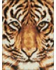 WD2360 Tiger Look