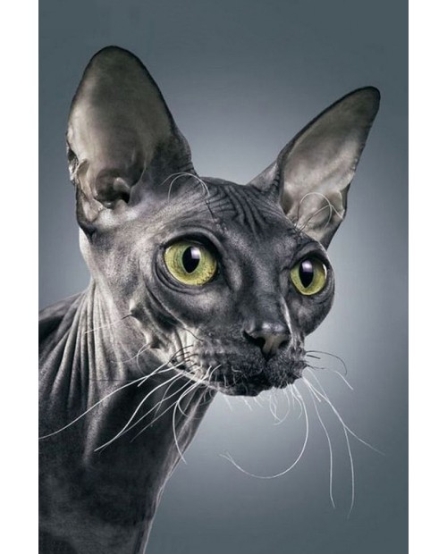 Dark Sphynx Cat WD2322