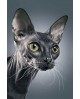 WD2322 Dark Sphynx Cat