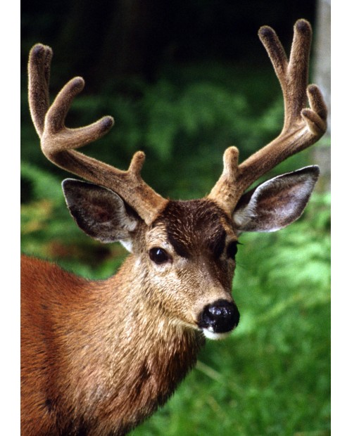 WD2378 Forest Deer