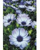 Alpine Flowers WD2394