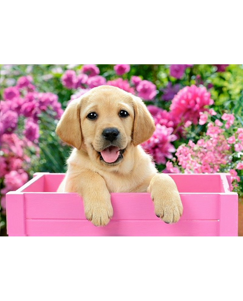 Labrador Puppy in Pink Box WD2414