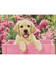 Labrador Puppy in Pink Box WD2414