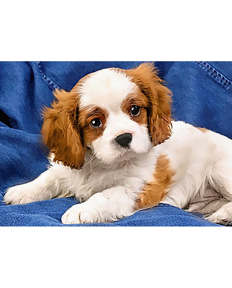 Spaniel Puppy WD2415