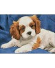 Spaniel Puppy WD2415