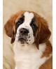 St. Bernard Pup WD2416