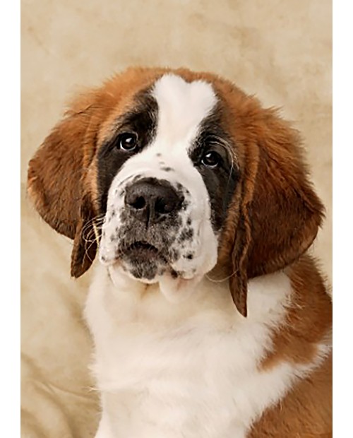 St. Bernard Pup WD2416