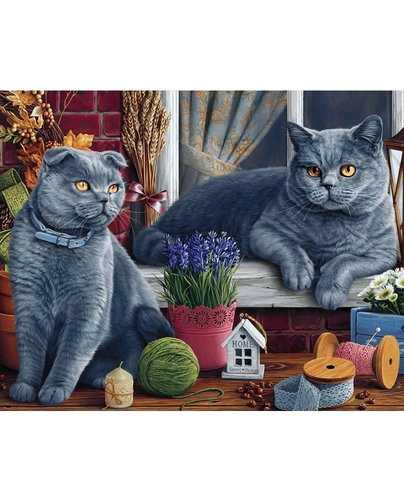 British Shorthair Cats WD2483