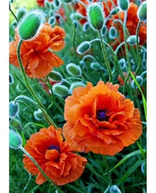 Poppie Field WD012