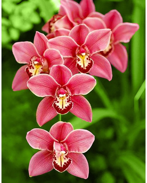 Cimbidium WD033