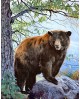 Brown Bear WD083