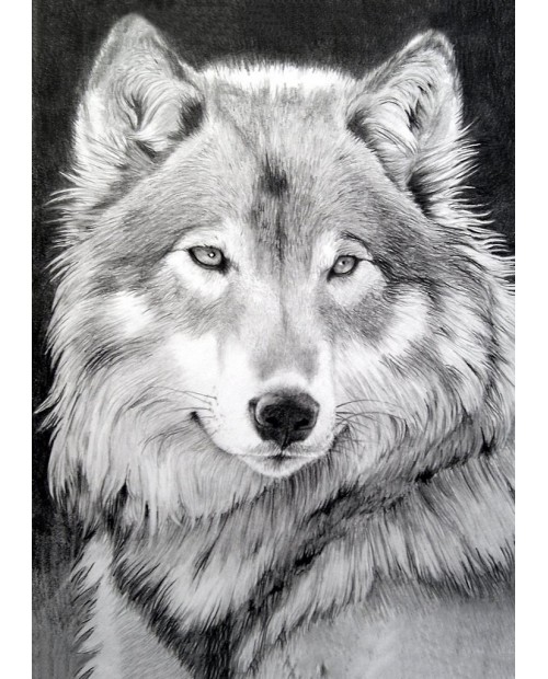 Grey Wolf WD086