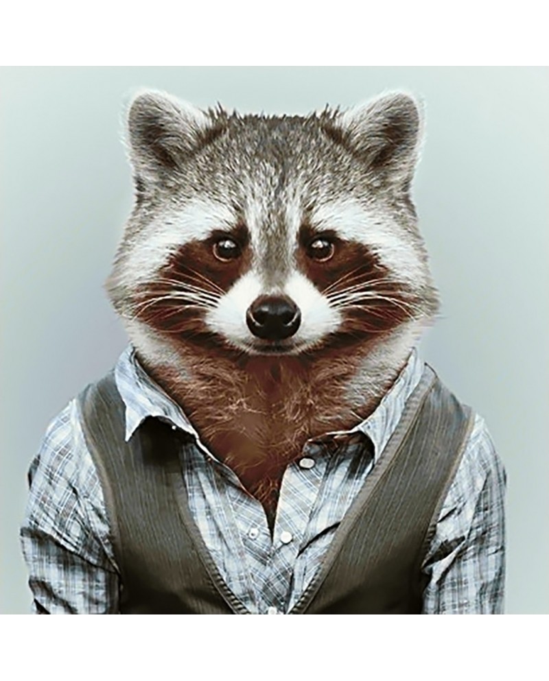 Mr Raccoon WD257